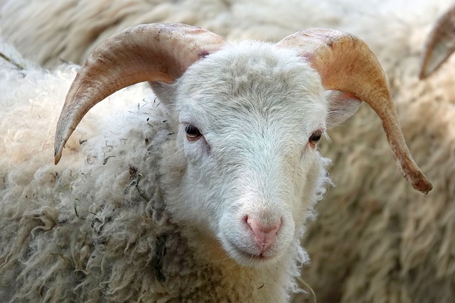羊 动物 哺乳动物 - 上的免费照片