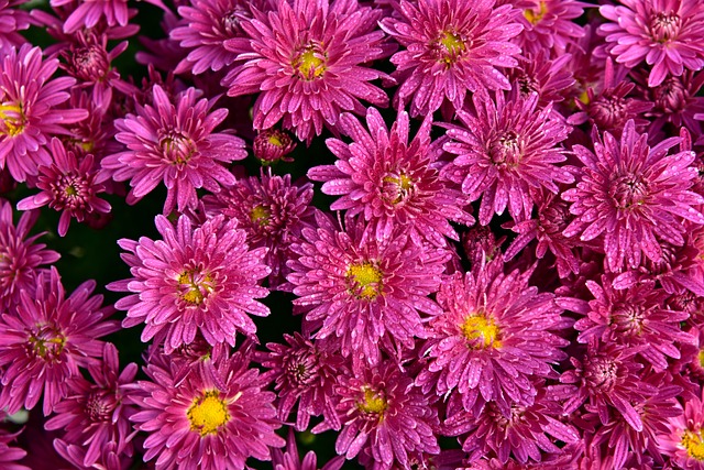 Asters 开花 粉色的 - 上的免费照片
