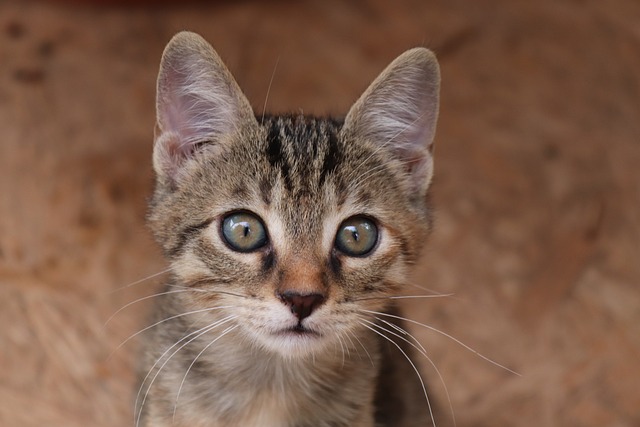 猫 动物 家猫 - 上的免费照片