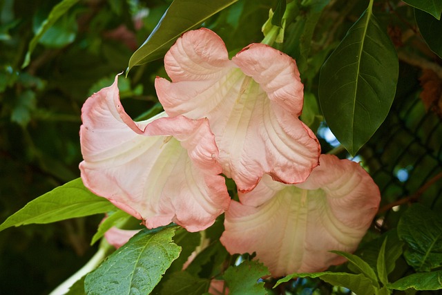 花朵 观赏花 曼陀罗 - 上的免费照片