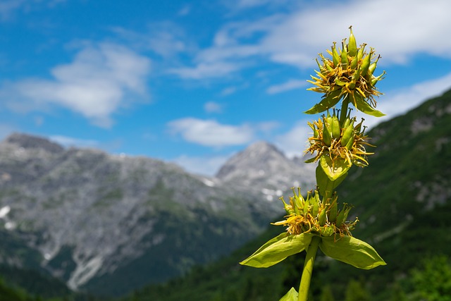 莱克 Vorarlbeg 奥地利 - 上的免费照片