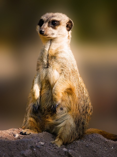 猫鼬 动物 哺乳动物 - 上的免费照片