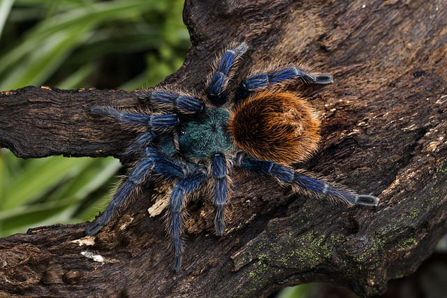 Chromatopelma Cyaneopubescens - 上的免费照片
