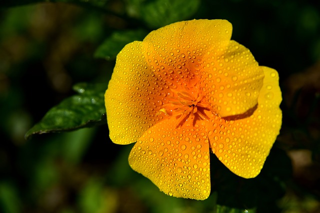 Eschscholzia 夜蛾 黄金罂粟 美国加州 - 上的免费照片