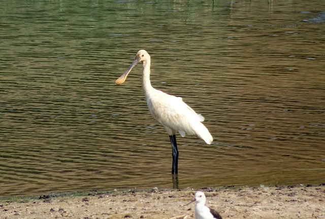欧亚琵鹭 共同琵鹭 Platalea Leucorodia - 上的免费照片