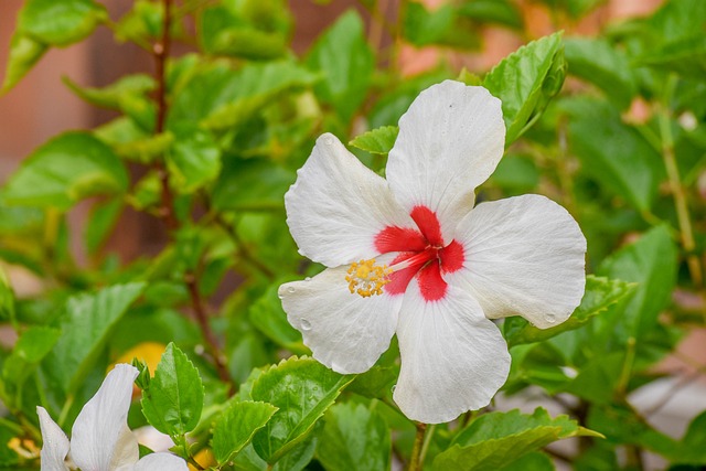 芙蓉 白色的 Bunga Raya - 上的免费照片