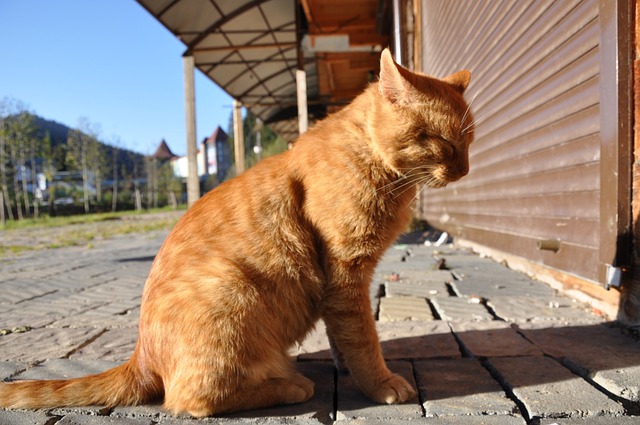 猫 坐在 生姜 - 上的免费照片