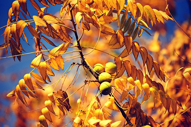 英国胡桃 水果 枝杈 - 上的免费照片