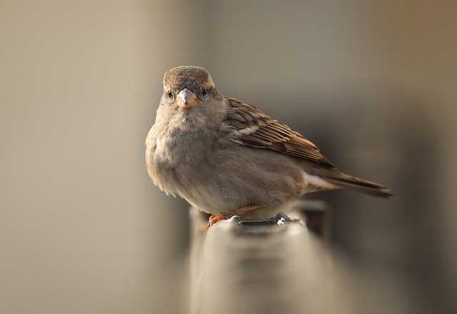 Ku? 鸟 Ku?lar - 上的免费照片