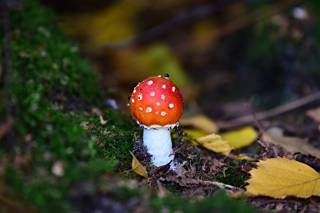 蘑菇 飞鹅膏菌 菌 - 上的免费照片
