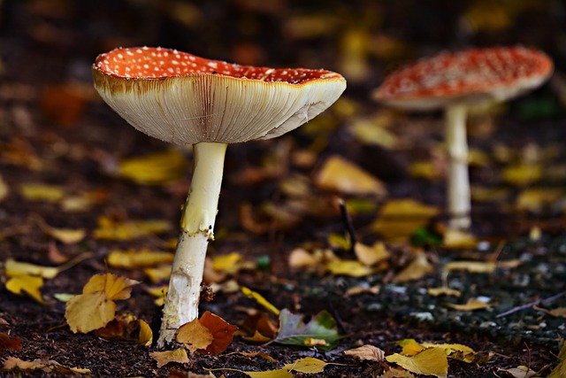 蘑菇 毒菌 食用 - 上的免费照片