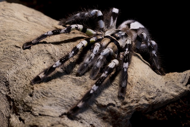 狼蛛 蜘蛛 Poecilotheria - 上的免费照片