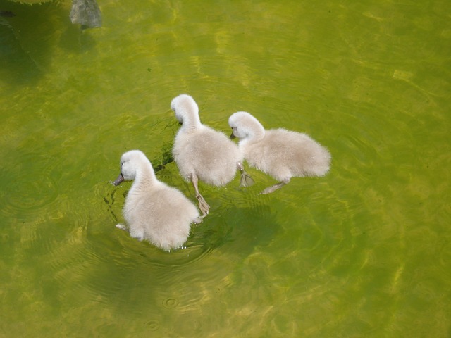 鸟类 小鸭子 Cygnets - 上的免费照片