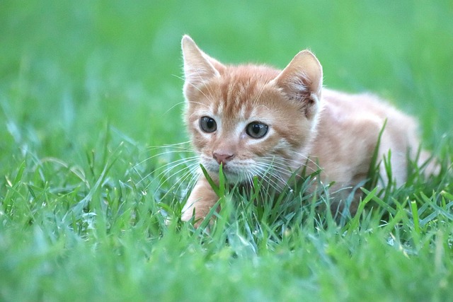 猫 动物 鲭鱼 - 上的免费照片