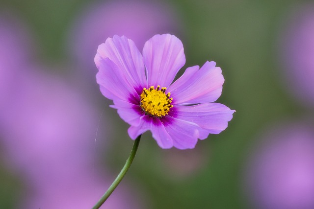 首饰篮 Cosmea 美丽 - 上的免费照片