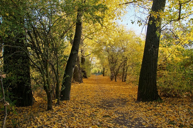 秋天 黄 大大地 - 上的免费照片