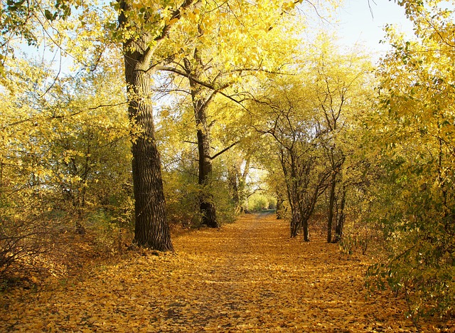 秋天 黄 大大地 - 上的免费照片