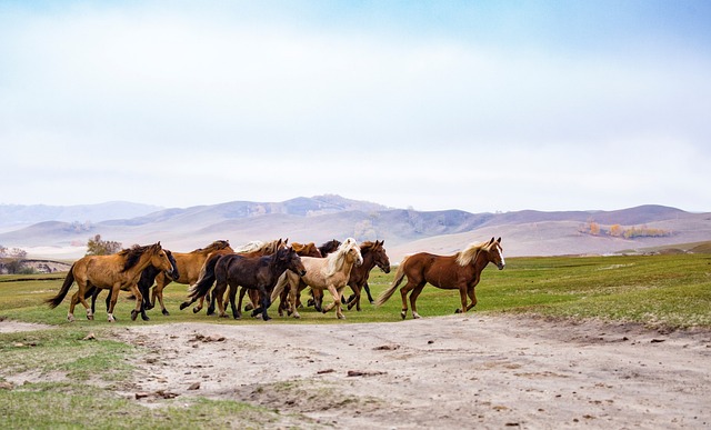 阳光 大漠 马群 - 上的免费照片