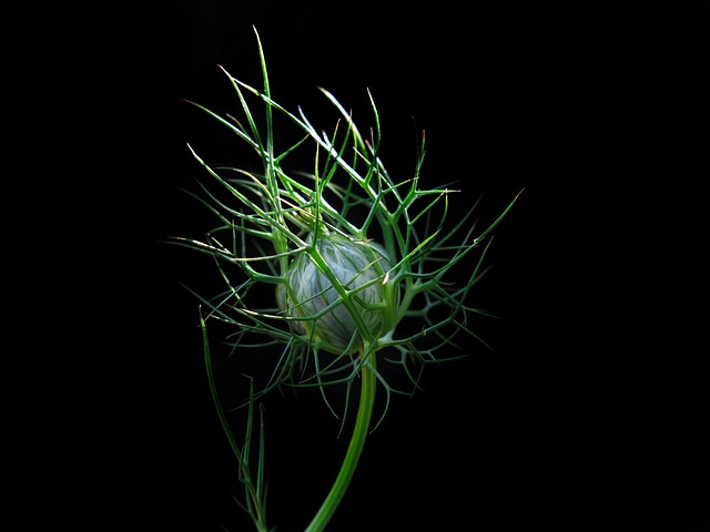 黑孜然 绿色处女 花 - 上的免费照片