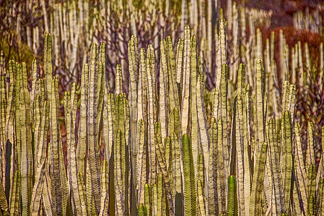 柱状仙人掌 仙人掌 植物 - 上的免费照片