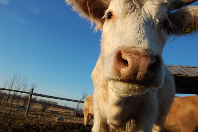 奶牛 牛 农场 - 上的免费照片