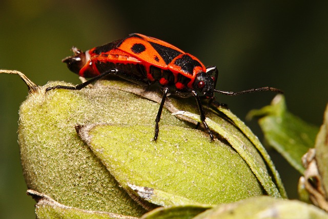 火虫 昆虫 关闭 - 上的免费照片