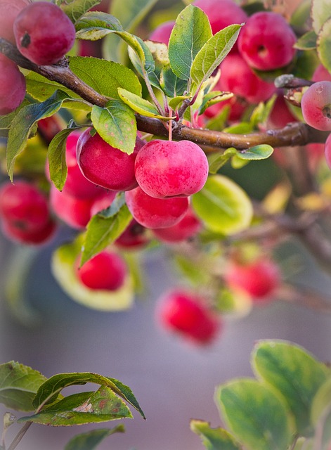 苹果 观赏苹果 水果 - 上的免费照片