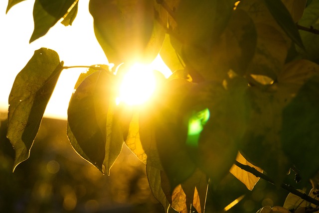 逆光 太阳 日落 - 上的免费照片
