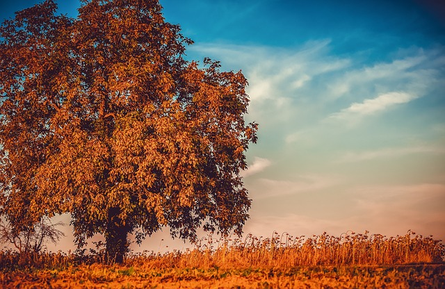 树 自然 秋天 - 上的免费照片