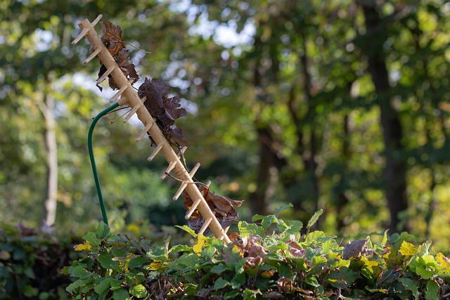 耙 Bladhark 秋季 - 上的免费照片