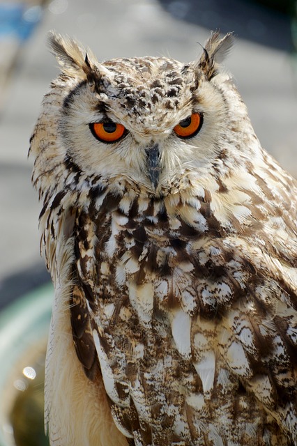 动物 猫头鹰 钢笔 - 上的免费照片