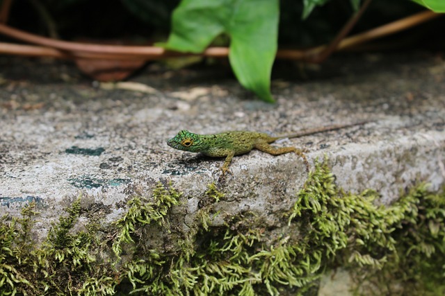 丰富多彩的蜥蜴 Anolis Distichus 多米尼加共和国 - 上的免费照片