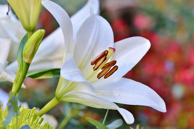 花 百合 植物学 - 上的免费照片