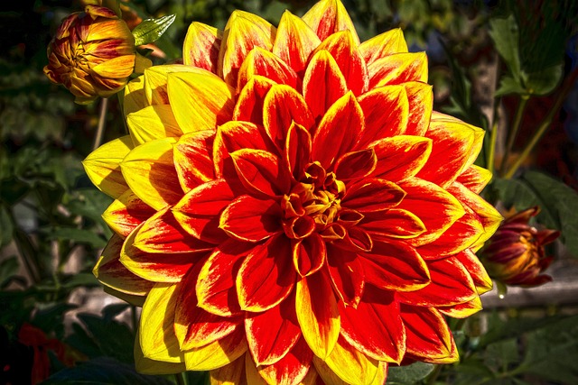 大丽花 Georgine 植物 - 上的免费照片