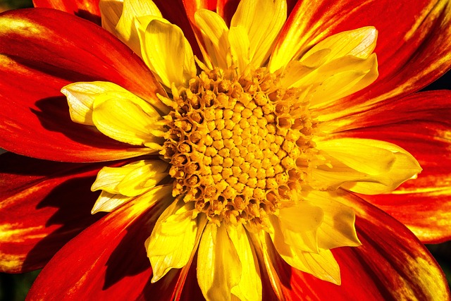 大丽花 Georgine 植物 - 上的免费照片