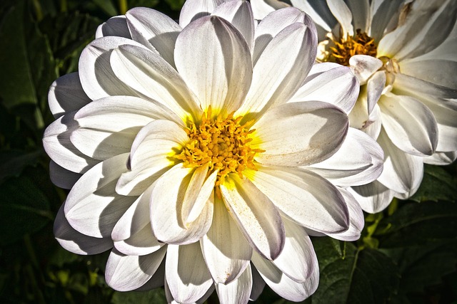 大丽花 Georgine 植物 - 上的免费照片