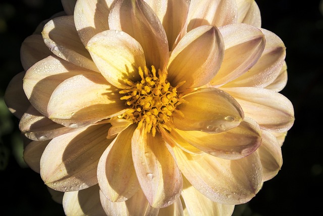 大丽花 Georgine 植物 - 上的免费照片