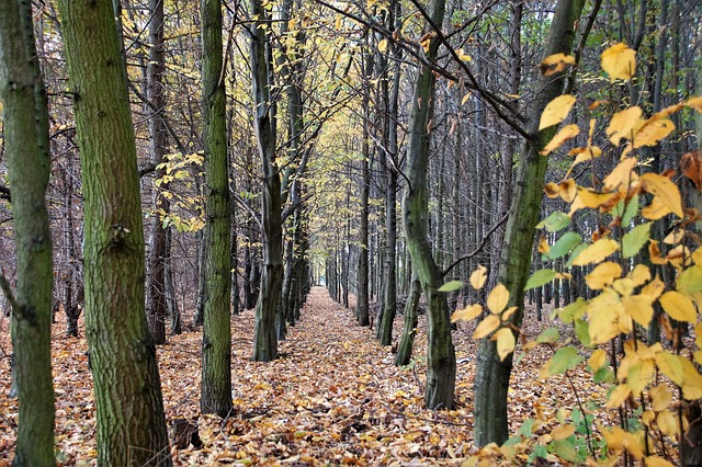 秋天 森林 多叶的 - 上的免费照片