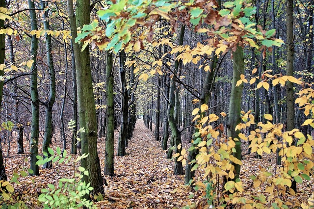 秋天 森林 多叶的 - 上的免费照片