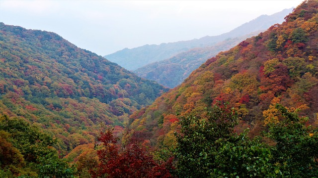 秋季 秋天的树叶 智异山 - 上的免费照片