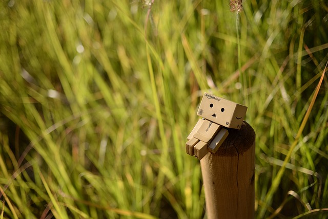 秋季 丹波 娃娃 - 上的免费照片