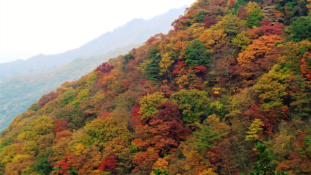 智异山 秋季 秋天的树叶 - 上的免费照片