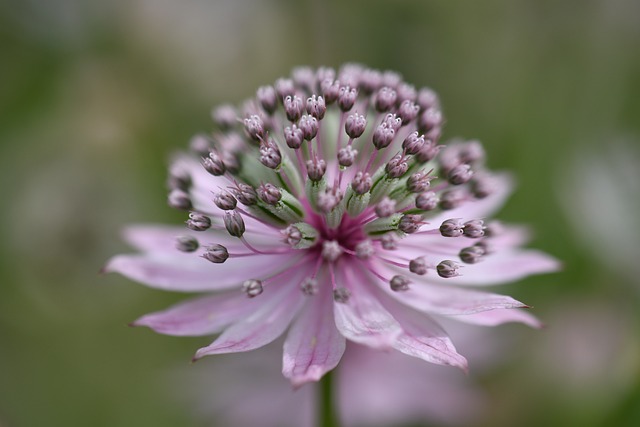 特写 花 自然 - 上的免费照片