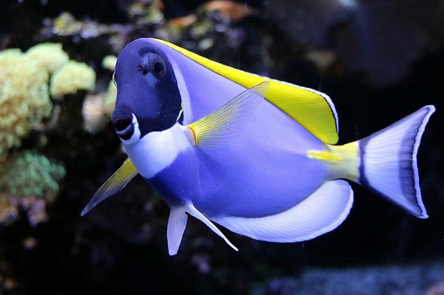 Wei?kehl医生鱼 医生鱼 水族馆 - 上的免费照片
