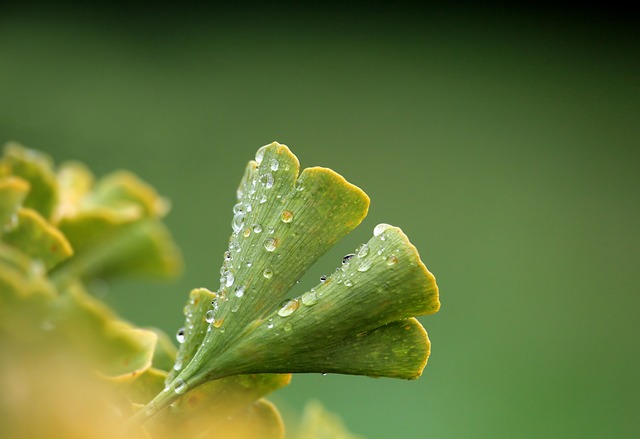银杏 植物 叶子 - 上的免费照片