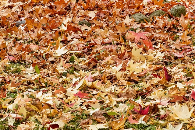 叶子 食物 性质 - 上的免费照片