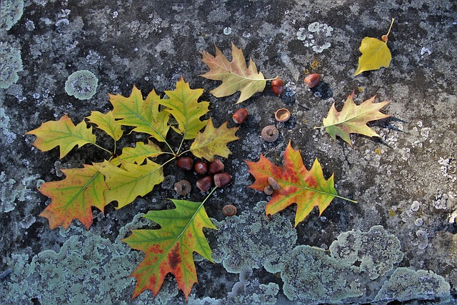秋天 落下 树叶 - 上的免费照片