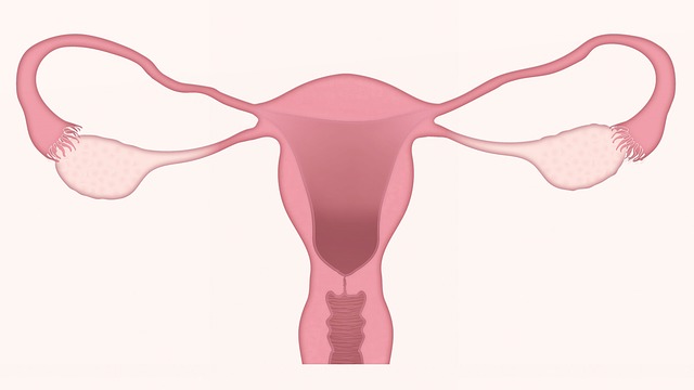 子宫 卵巢 妇科 - 上的免费图片