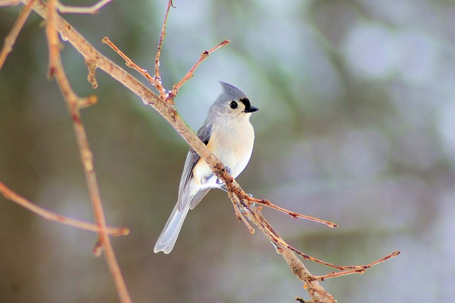 冬天 Tufted Titmouse 鸟 - 上的免费照片