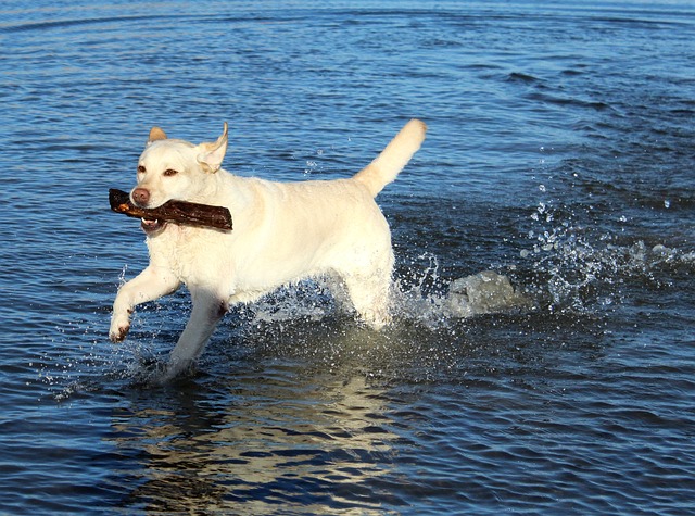 拉布拉多犬 狗 宠物 - 上的免费照片